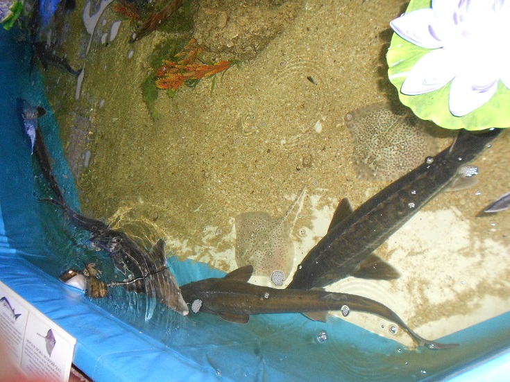В крымских "джунглях" у мармозеток народилась двойни, а в аквариуме разводят уникальных осетров [фото]