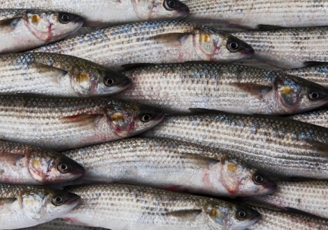 В Ялте завели уголовное девало на рыболова, какой ловил кефаль "косынкой"