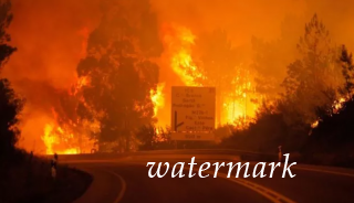 В Португалии возник сильнейший лесной пожар. Жрать бессчетные жертвы