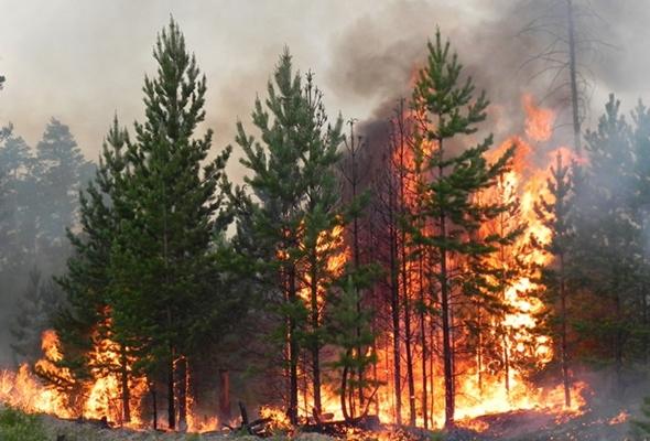 Лесные пожары в Хорватии ввергли к эвакуации туристов