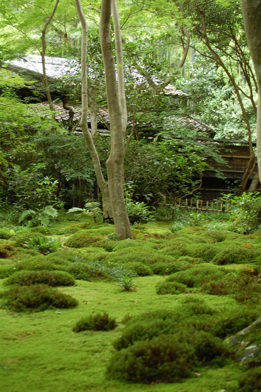 Зелёное дыхание седой вечности: умиротворяющий сад мхов saiho-ji в киото, япония