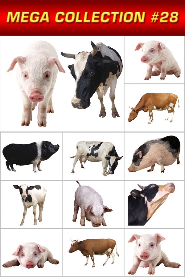 Мега коллекция №28: Домашний скот (свиньи, коровы, телята)