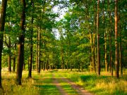 Беззаконные рубки лесов уменьшились почитай на 1,5 тысячи кубов - Гослесагентство / Новости / Finance.UA