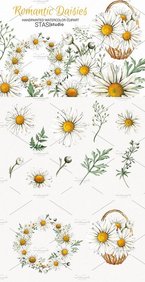 Watercolor Daisies Clipart 1595181