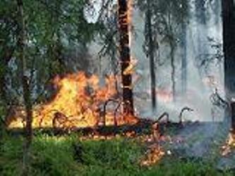 Более ста человек при поддержке 30 единиц техники, в том числе авиации, тушат лесной пожар площадью 40га на Херсонщине