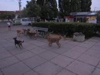 В Николаеве будут два дня находить бездомных псин при помощи смартфонов(фото)