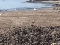 В Крыму на пляжах новоиспеченная проблема - сотни тонн водорослей