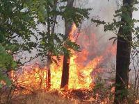 Масштабный пожар леса на Николаевщине ликвидирован(фото)
