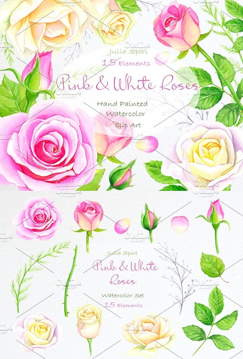 Pink &White Rose Watercolor Clip Art 937842