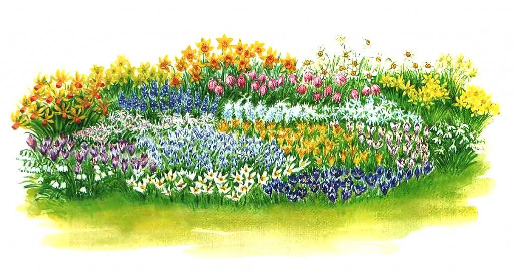Роскошный старт: интересная цветочная композиция из весенних луковичных растений