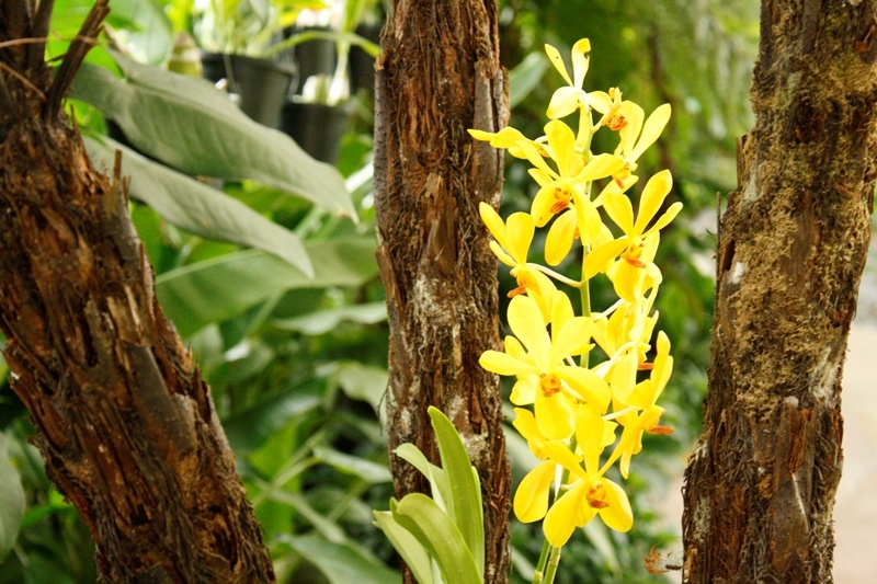Мир изысканных цветов в orchid #038; hibiscus gardens