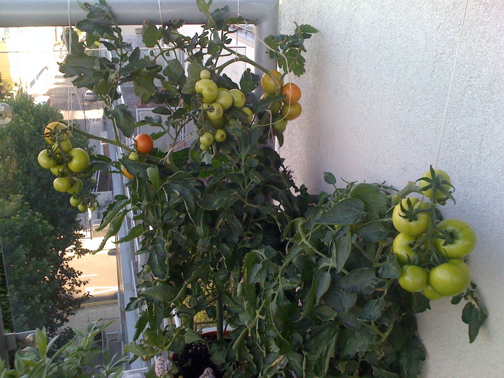 Выращиваем овощи на балконе: советы по обустройству домашнего огорода