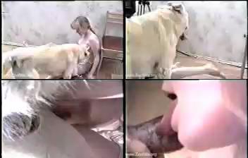 2c15cf13ca23e0fc9db22935ae06f866 - Dog Blowjob - Zoo Tube Video