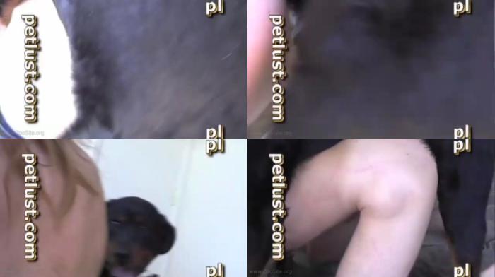 961d92e368f37ffd77657c59eb92a17a - Gay ZooSex - Petlust - The Rottie Likes It R / AnimalSex Video